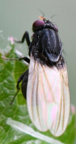 Réf. 306 121 : Minettia longipennis